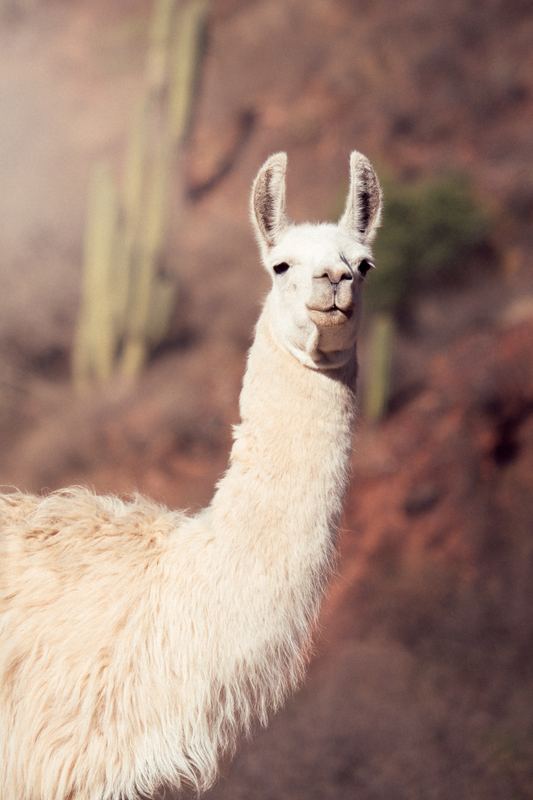 Close-up of a white llama in an arid landscape with cactus