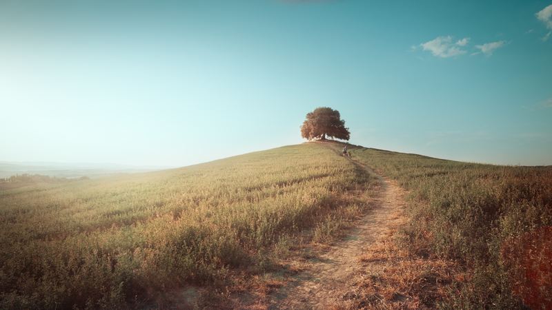 A lone tree on a hilltop in mist, a path running through the fields