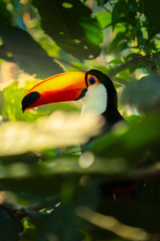 A toucan with an orange beak among green forest leaves
